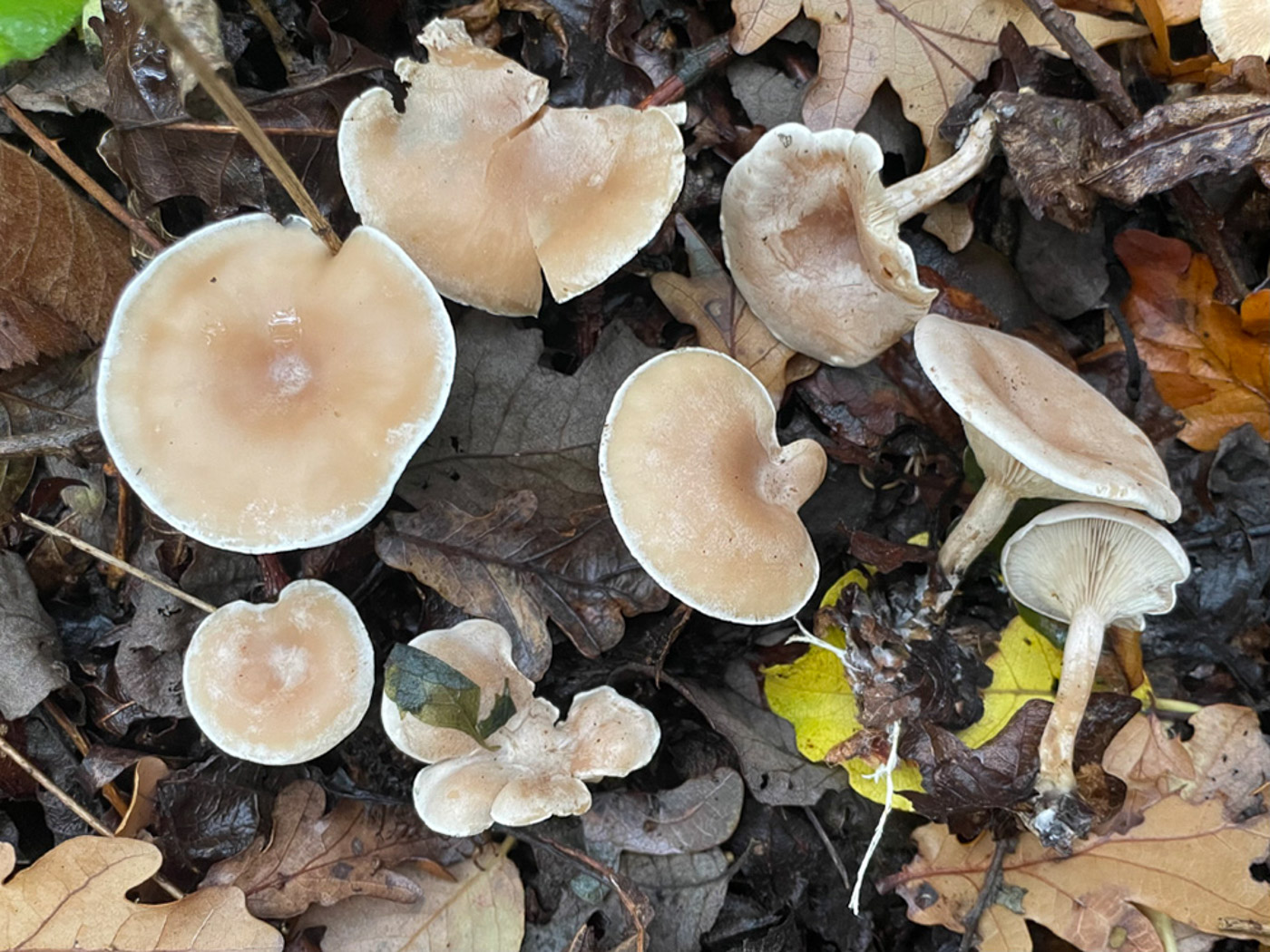 Photo © Sarah Ebdon Clitocybe diatreta by Sarah Ebdon